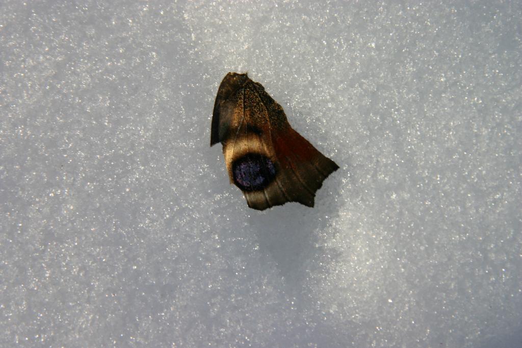 Schmetterlingsflügel im Schnee.JPG - Schmetterlingsflügel im Schnee